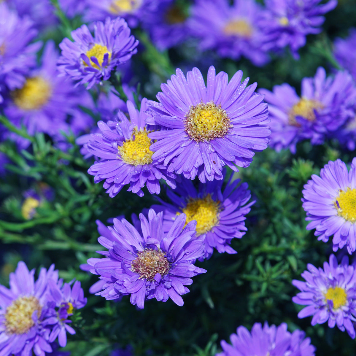 Aster Alpinus (Alpine Aster) Aster Seeds - Fall Blooms, 20 seeds