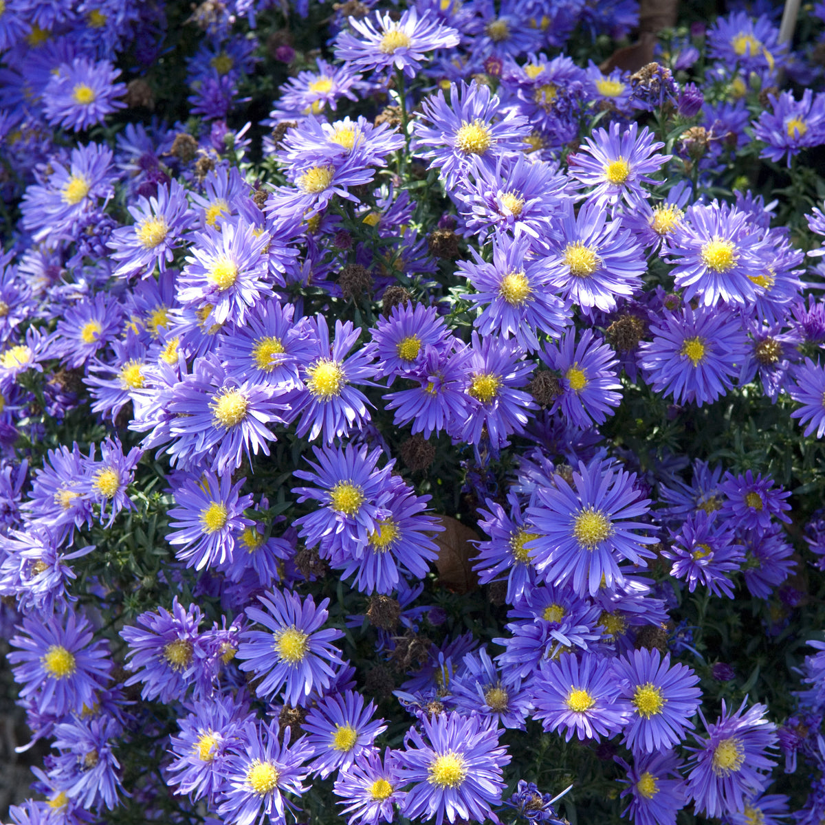 Aster Alpinus (Alpine Aster) Aster Seeds - Fall Blooms, 20 seeds