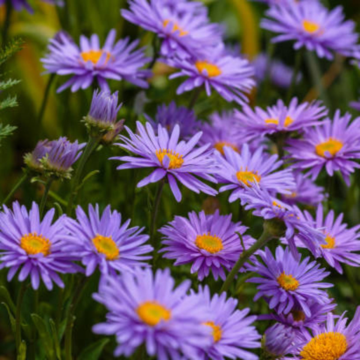 Aster Alpinus (Alpine Aster) Aster Seeds - Fall Blooms, 20 seeds