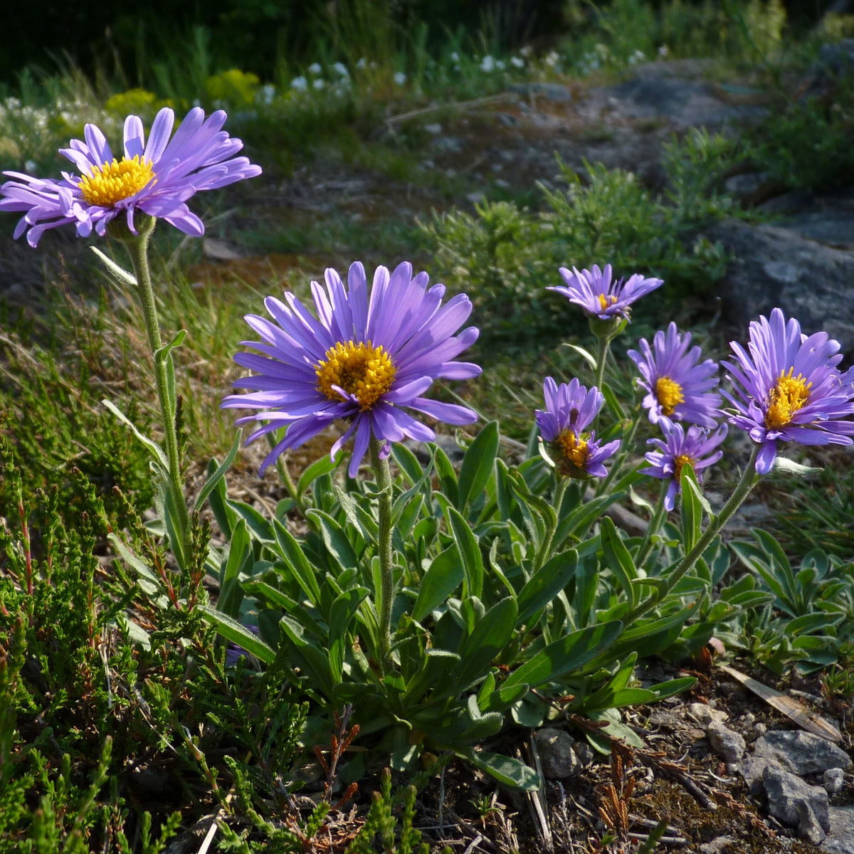 Aster Alpinus (Alpine Aster) Aster Seeds - Fall Blooms, 20 seeds