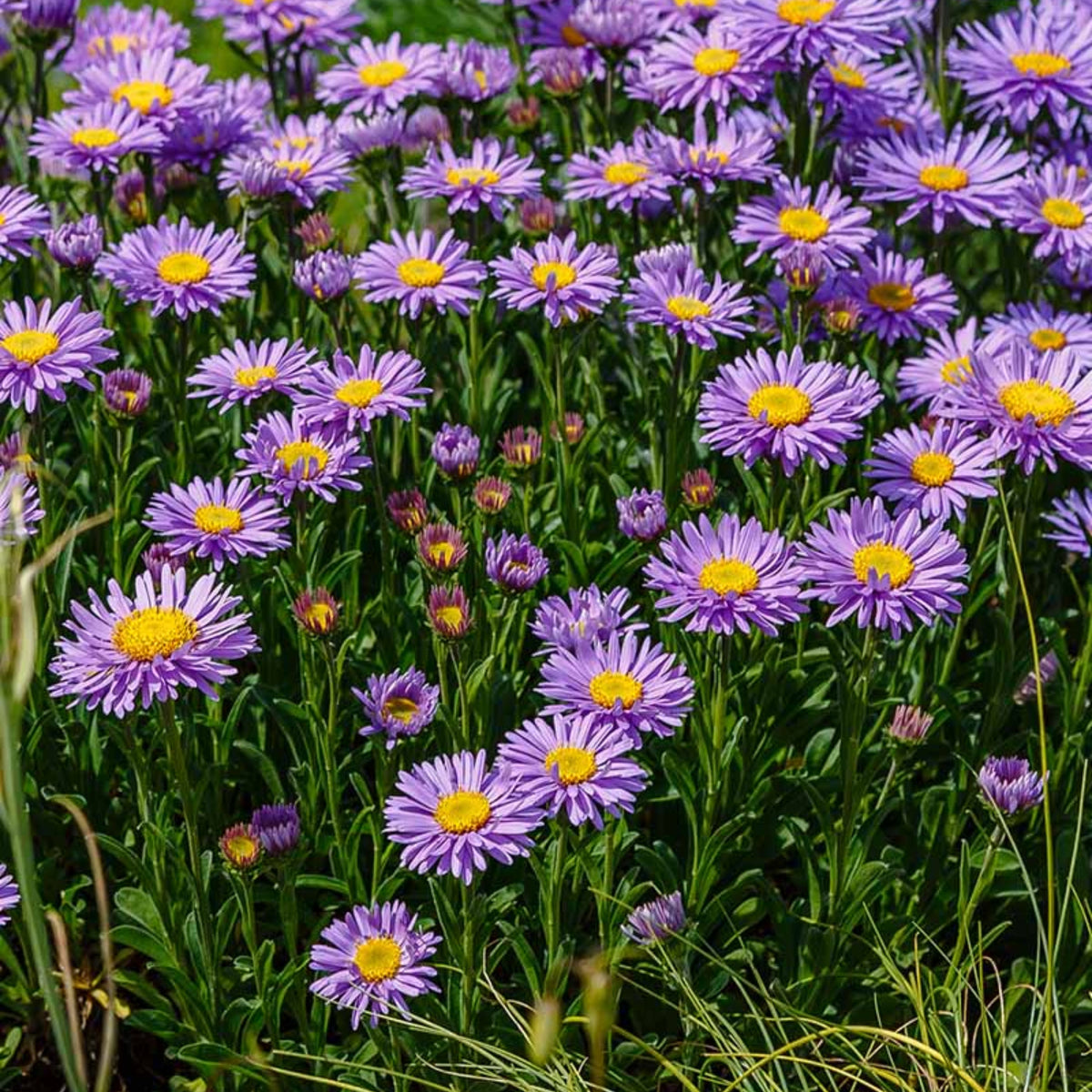 Aster Alpinus (Alpine Aster) Aster Seeds - Fall Blooms, 20 seeds