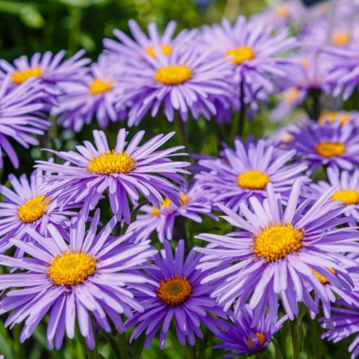Aster Alpinus (Alpine Aster) Aster Seeds - Fall Blooms, 20 seeds