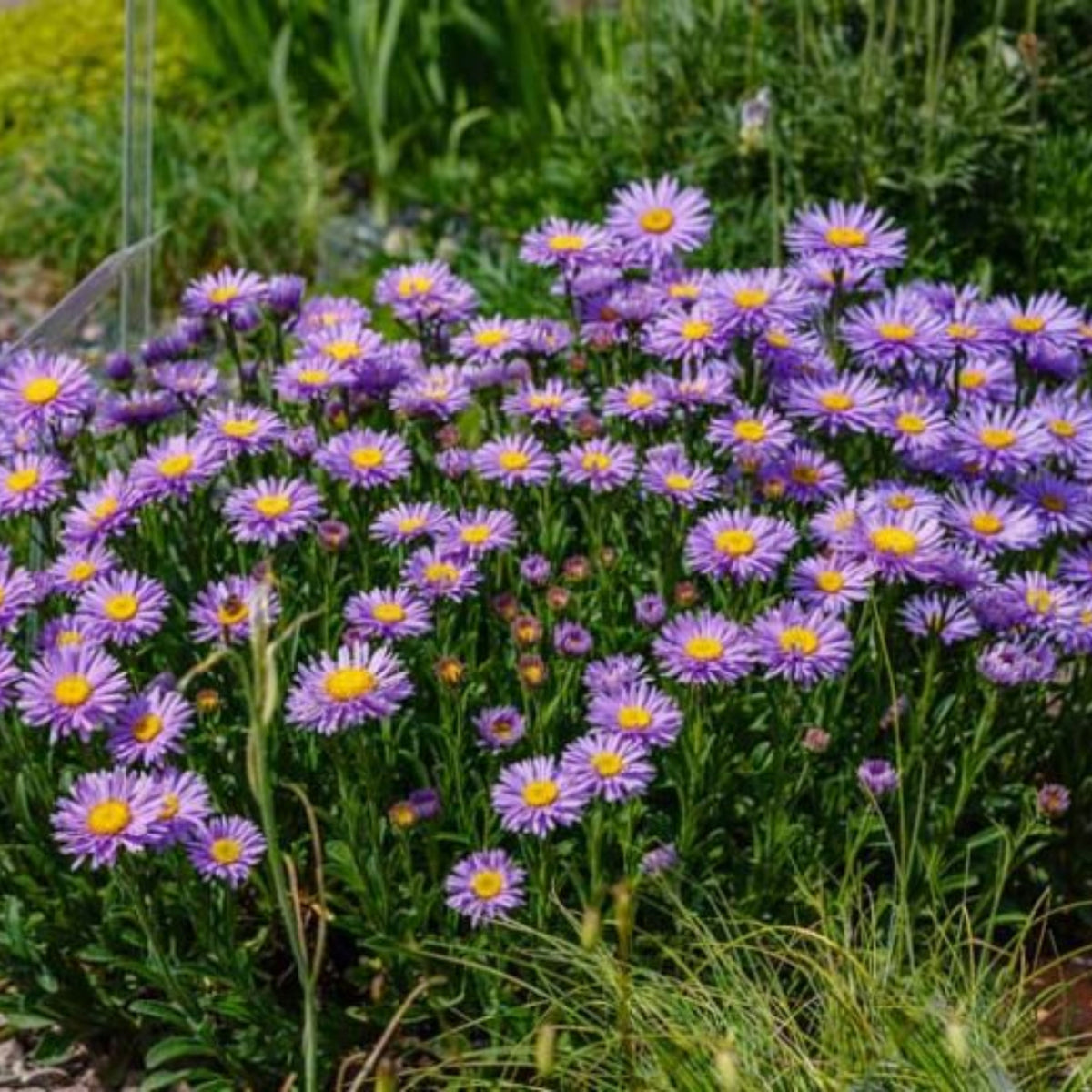 20s | Aster alpinus (Alpine Aster) Aster Seeds – Heirloom – Non-GMO – Fall Blooms – Pollinator Friendly – Perennial & Annual – Easy to Grow – Colorful Autumn Flowers – Garden to Table – Cottage Garden#8044