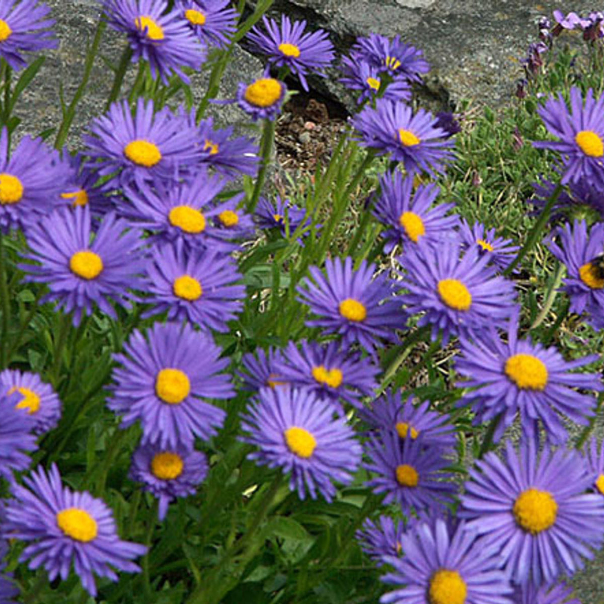 Aster Alpinus (Alpine Aster) Aster Seeds - Fall Blooms, 20 seeds