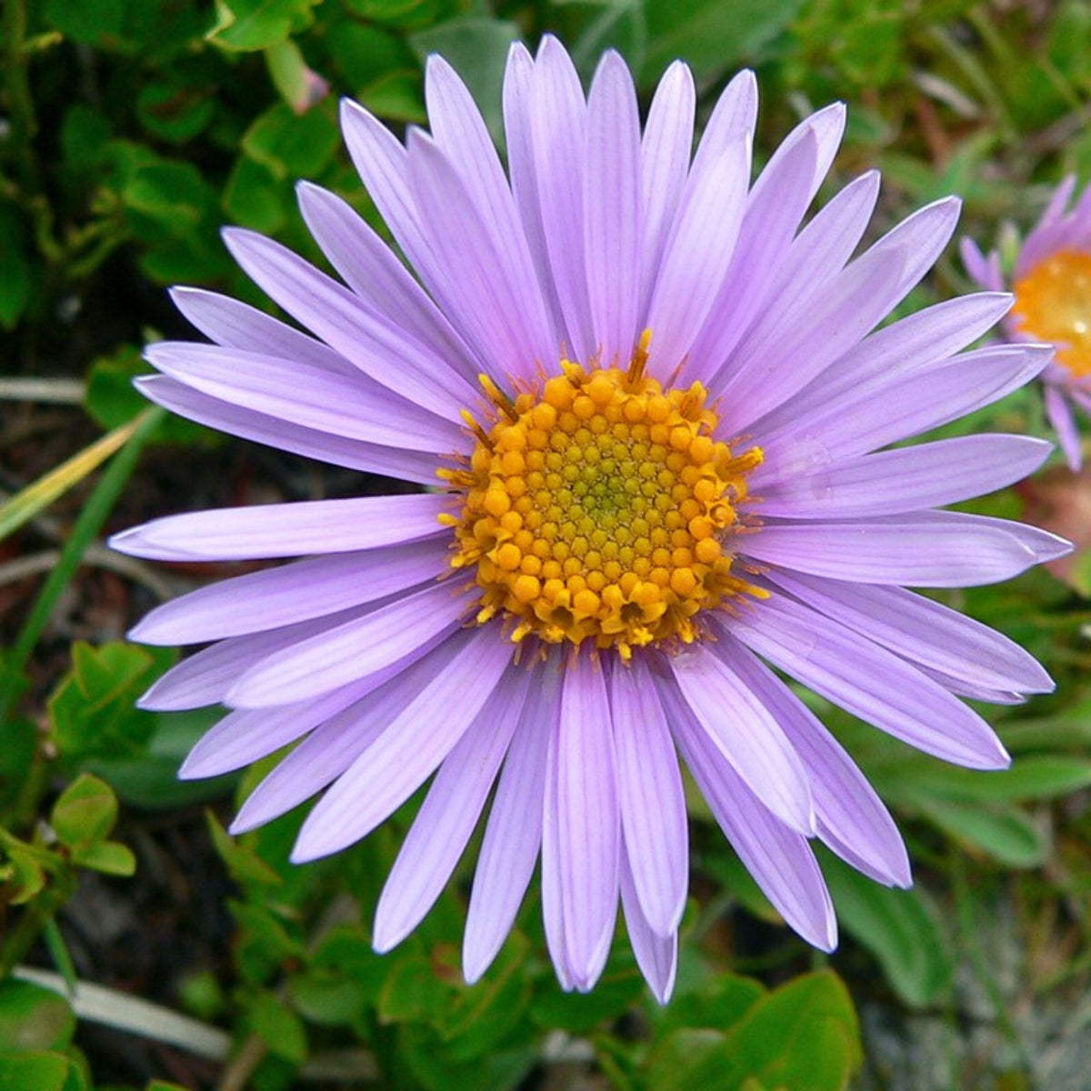 Aster Alpinus (Alpine Aster) Aster Seeds - Fall Blooms, 20 seeds