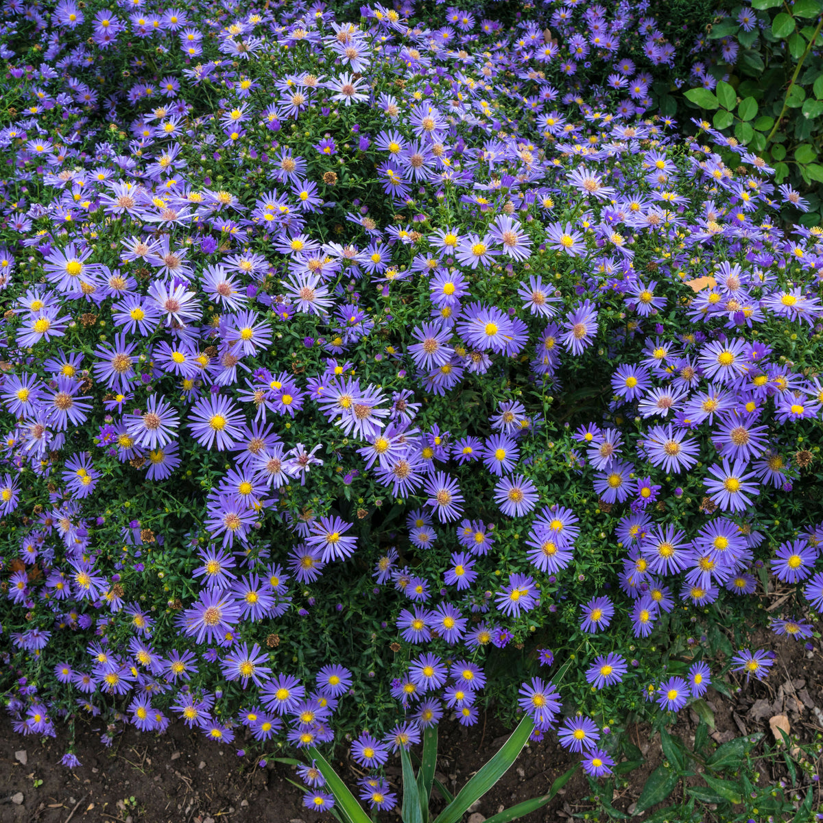 Aster Alpinus (Alpine Aster) Aster Seeds - Fall Blooms, 20 seeds