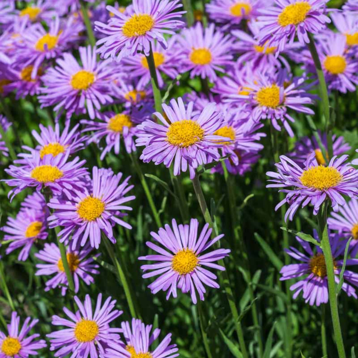 Aster Alpinus (Alpine Aster) Aster Seeds - Fall Blooms, 20 seeds