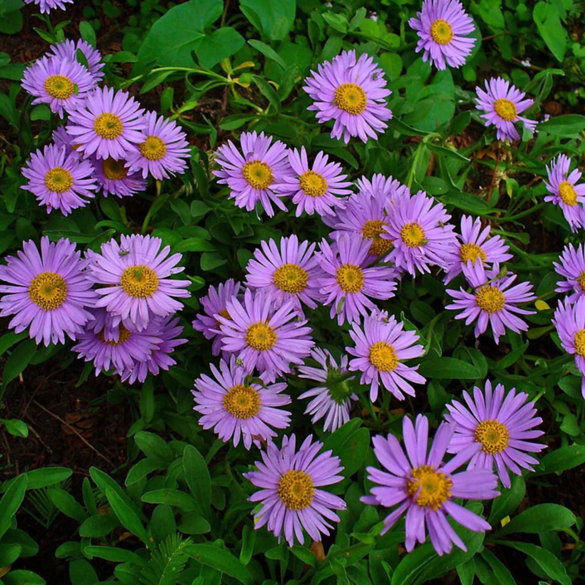 Aster Alpinus (Alpine Aster) Aster Seeds - Fall Blooms, 20 seeds