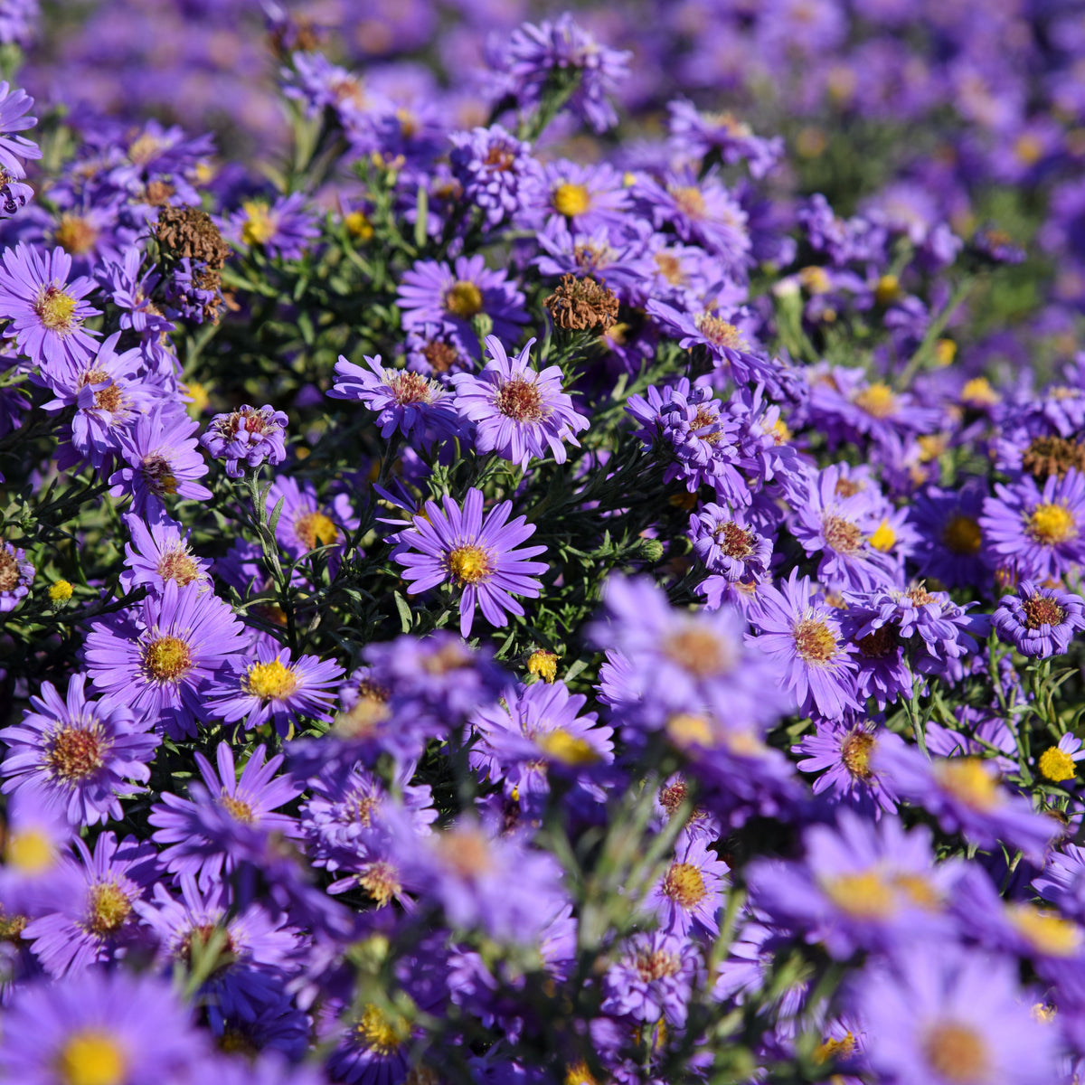 Aster Alpinus (Alpine Aster) Aster Seeds - Fall Blooms, 20 seeds