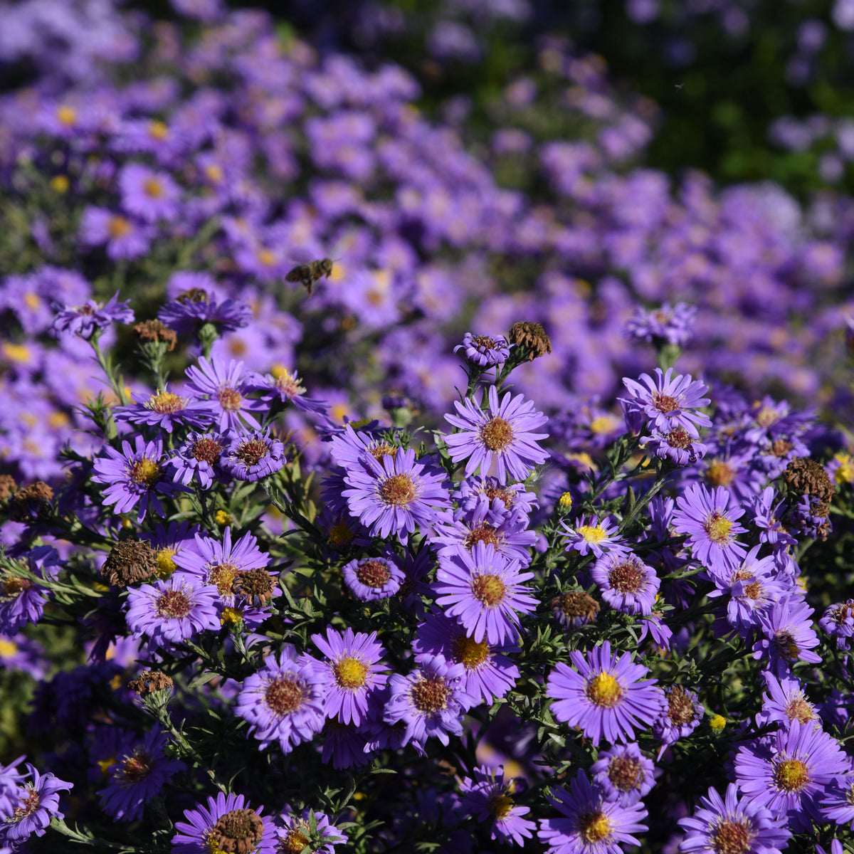 Aster Alpinus (Alpine Aster) Aster Seeds - Fall Blooms, 20 seeds