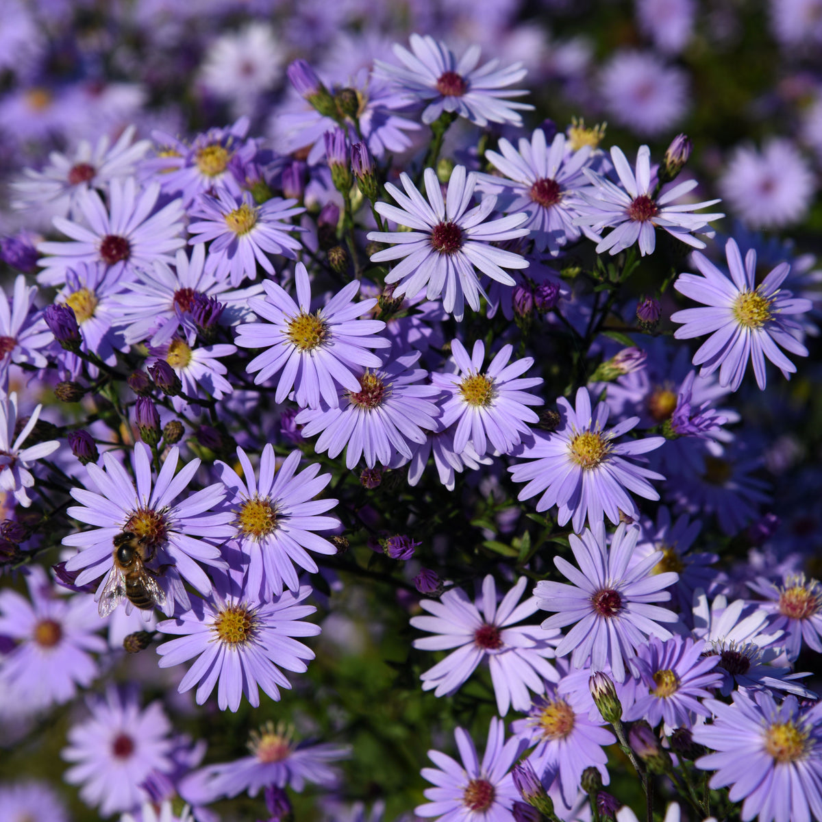 Aster Alpinus (Alpine Aster) Aster Seeds - Fall Blooms, 20 seeds