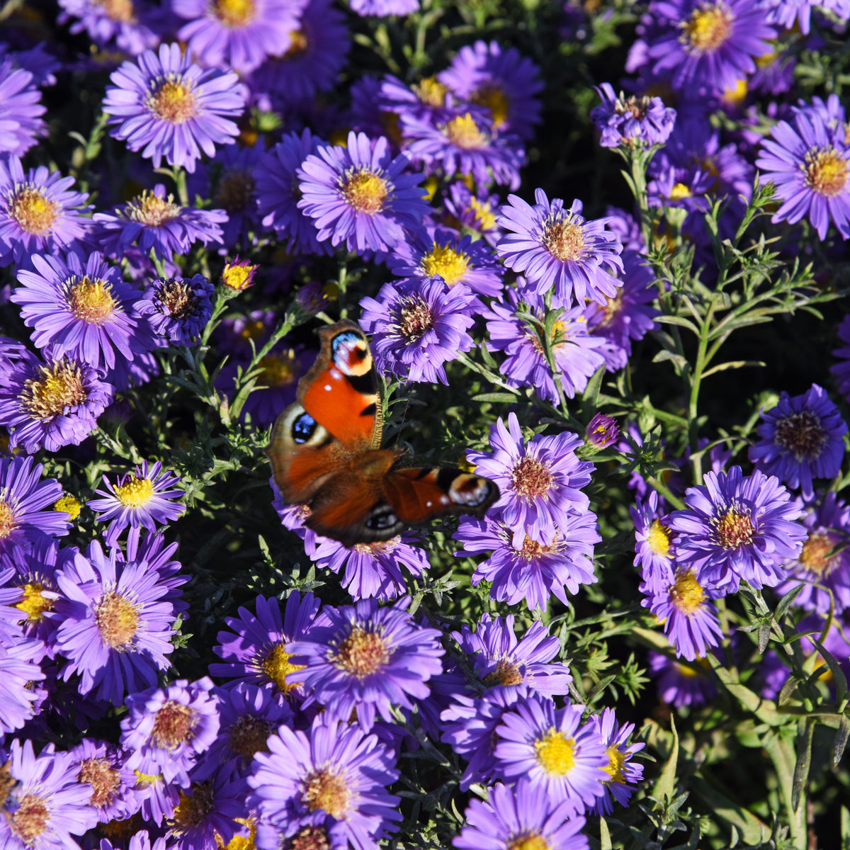 Aster Alpinus (Alpine Aster) Aster Seeds - Fall Blooms, 20 seeds