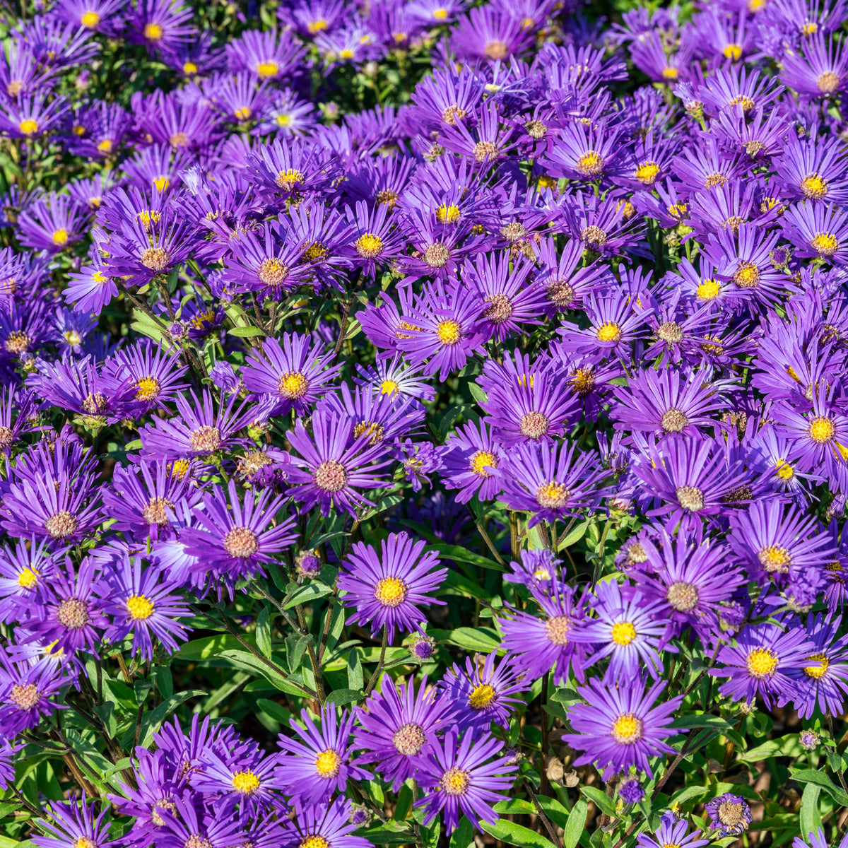 Aster Alpinus (Alpine Aster) Aster Seeds - Fall Blooms, 20 seeds
