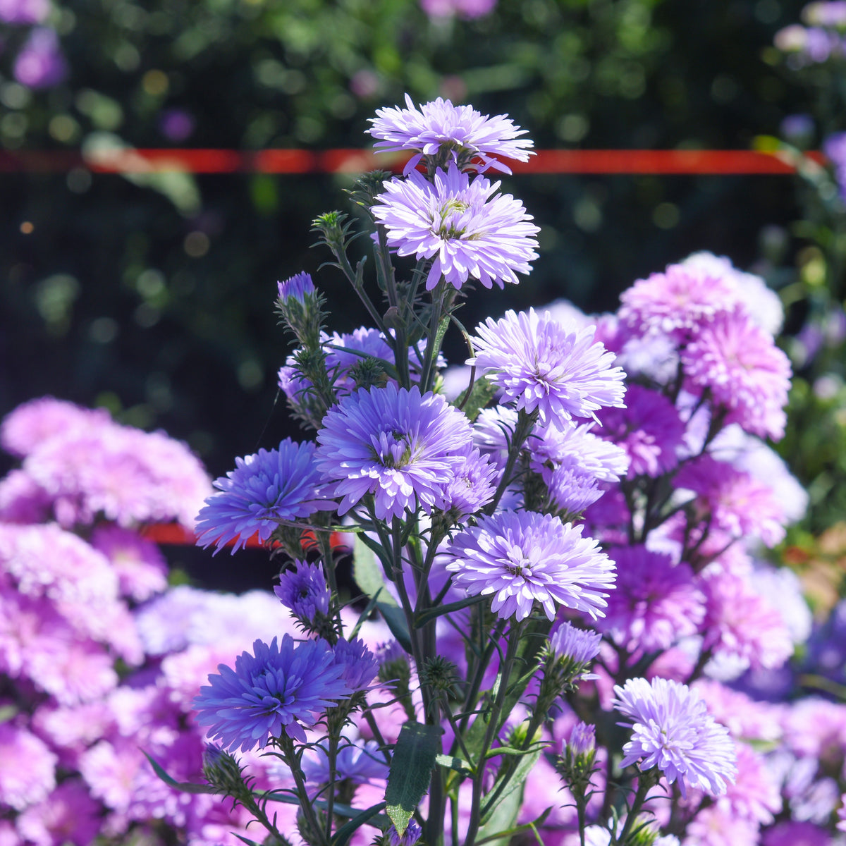 Aster Alpinus (Alpine Aster) Aster Seeds - Fall Blooms, 20 seeds