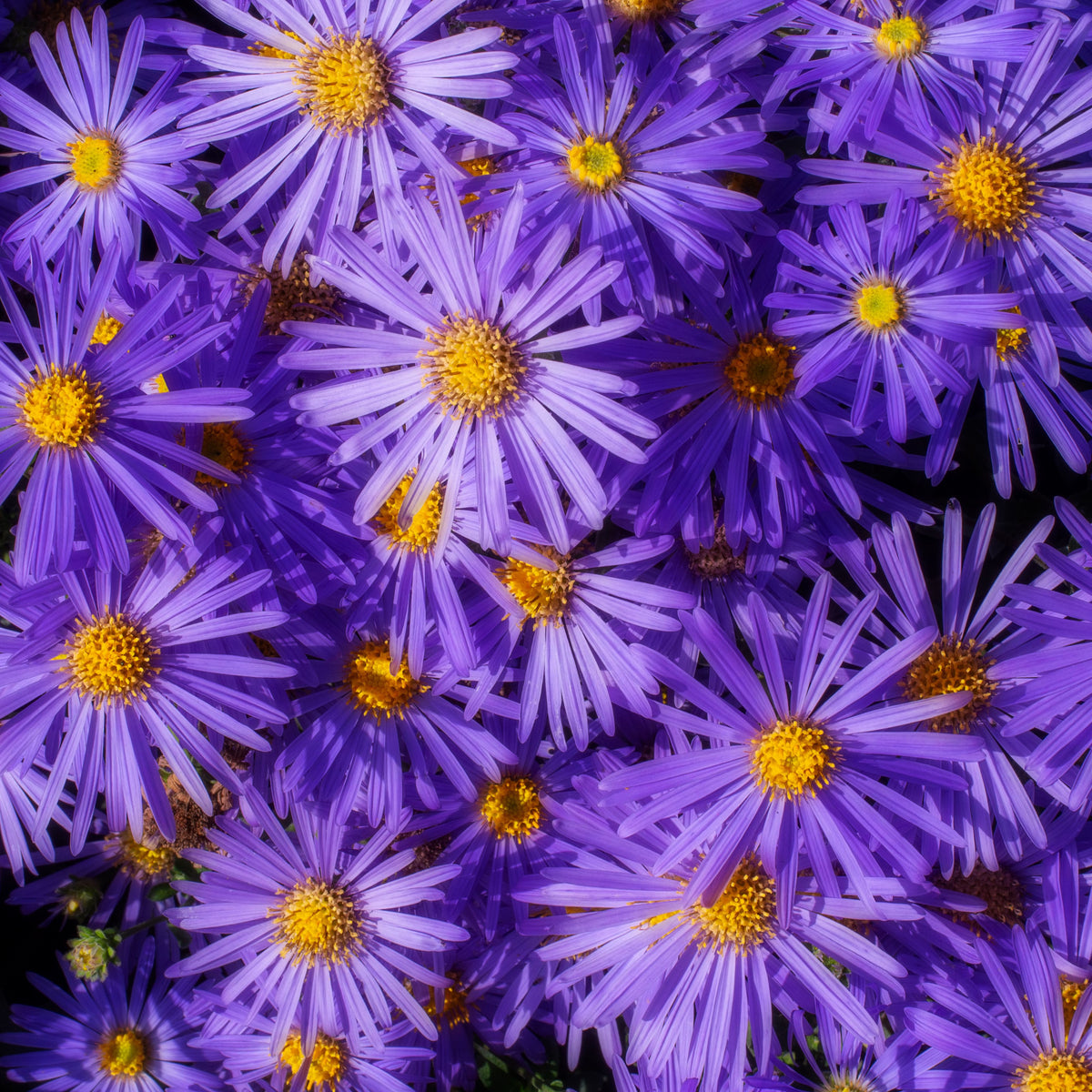 Aster Alpinus (Alpine Aster) Aster Seeds - Fall Blooms, 20 seeds