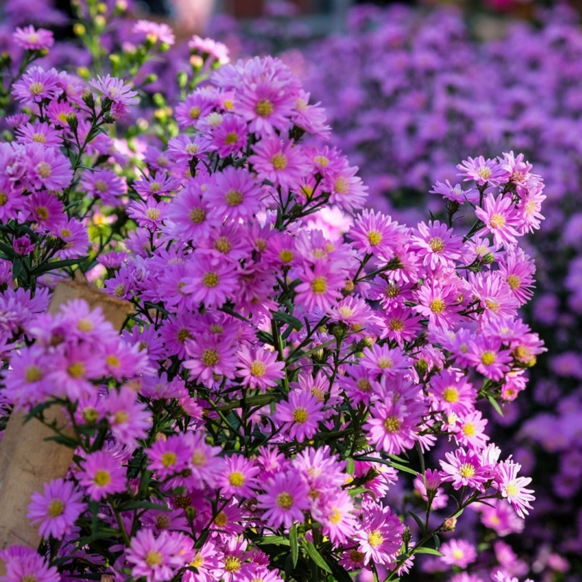 Aster Amellus Aster Seeds - China Aster, Fall Blooms, 20 seeds