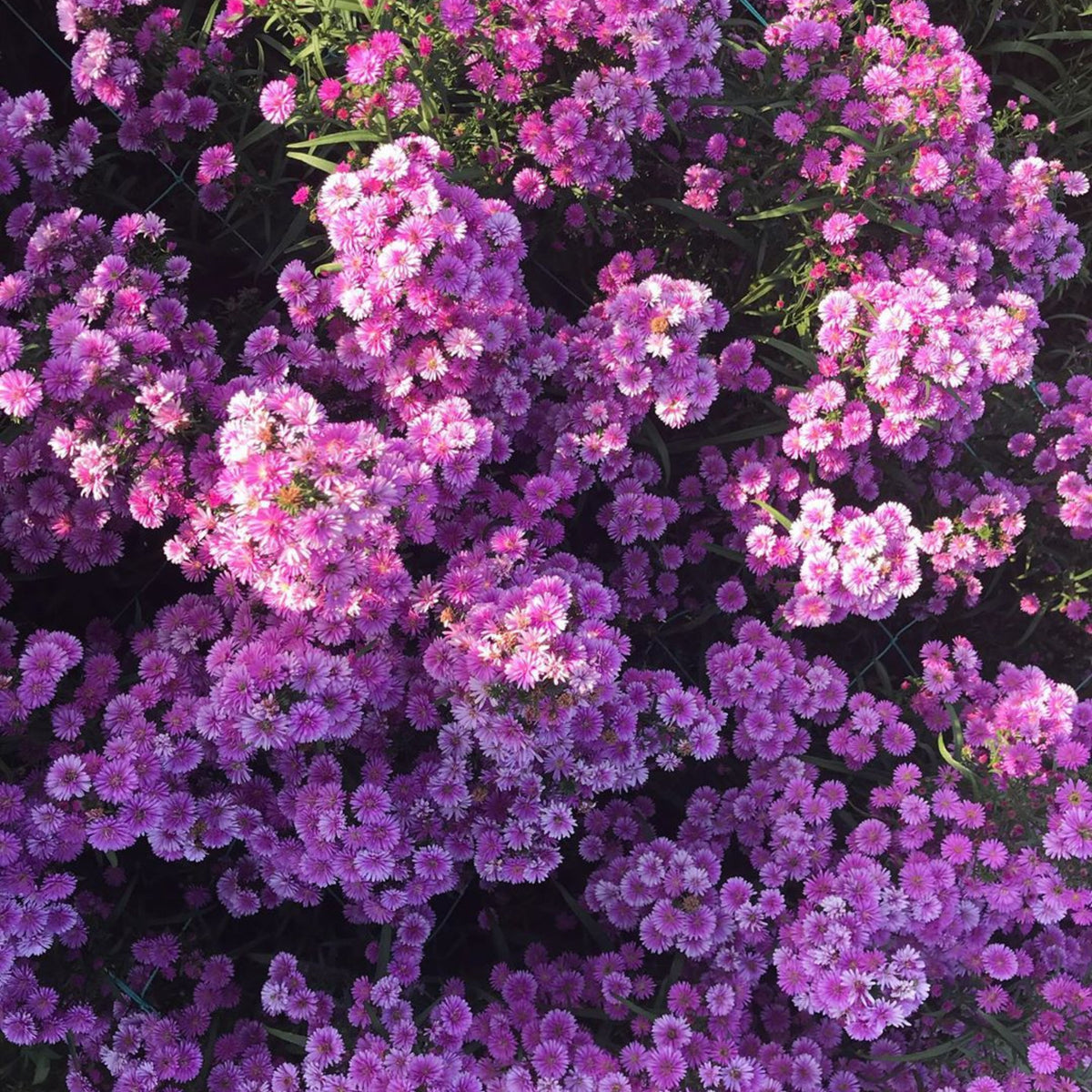 Aster Amellus Aster Seeds - China Aster, Fall Blooms, 20 seeds