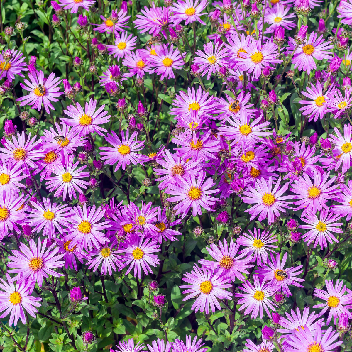 Aster Amellus Aster Seeds - China Aster, Fall Blooms, 20 seeds