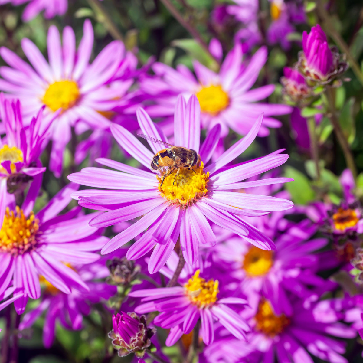 Aster Amellus Aster Seeds - China Aster, Fall Blooms, 20 seeds