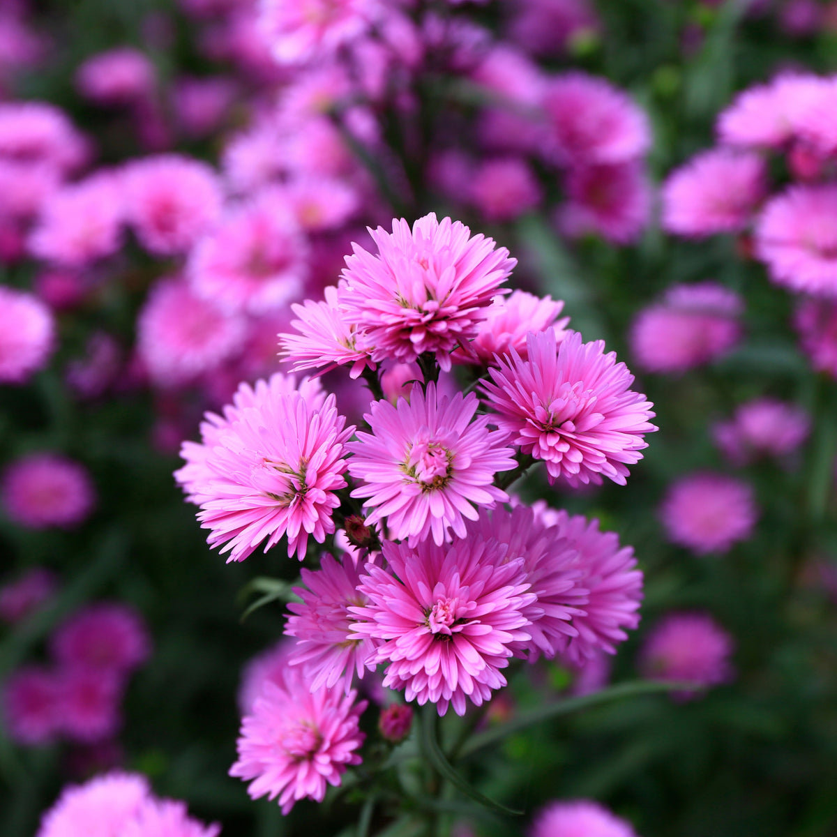 Aster Amellus Aster Seeds - China Aster, Fall Blooms, 20 seeds