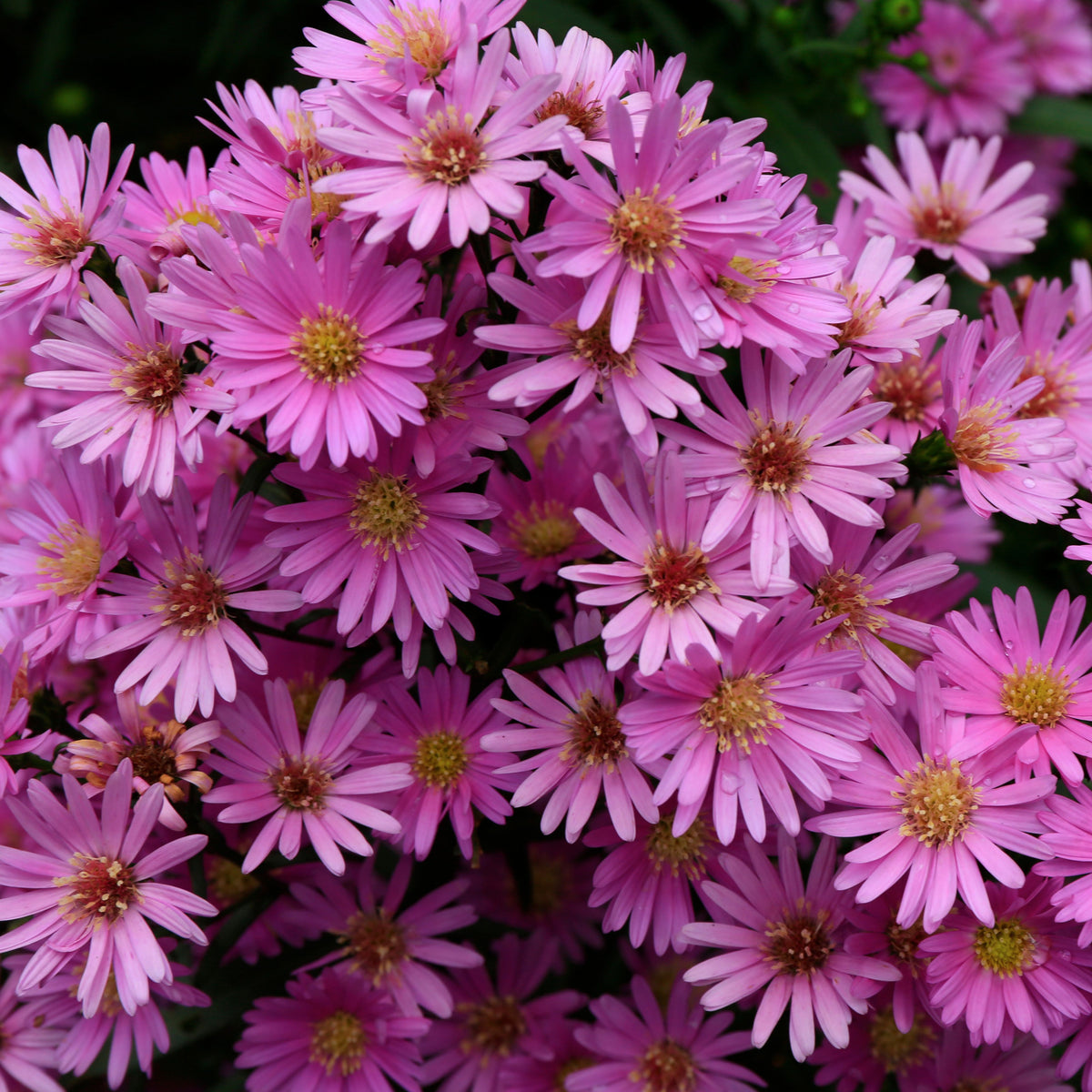 Aster Amellus Aster Seeds - China Aster, Fall Blooms, 20 seeds