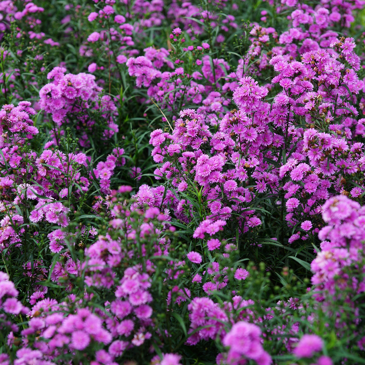 20s | Amellus Aster Seeds – Heirloom, Non-GMO, Colorful Autumn Blooms, Easy to Grow, Perfect for Fall Gardens, Pollinator-Friendly, Border Plants, Cut Flowers, and Cottage Gardens#8045
