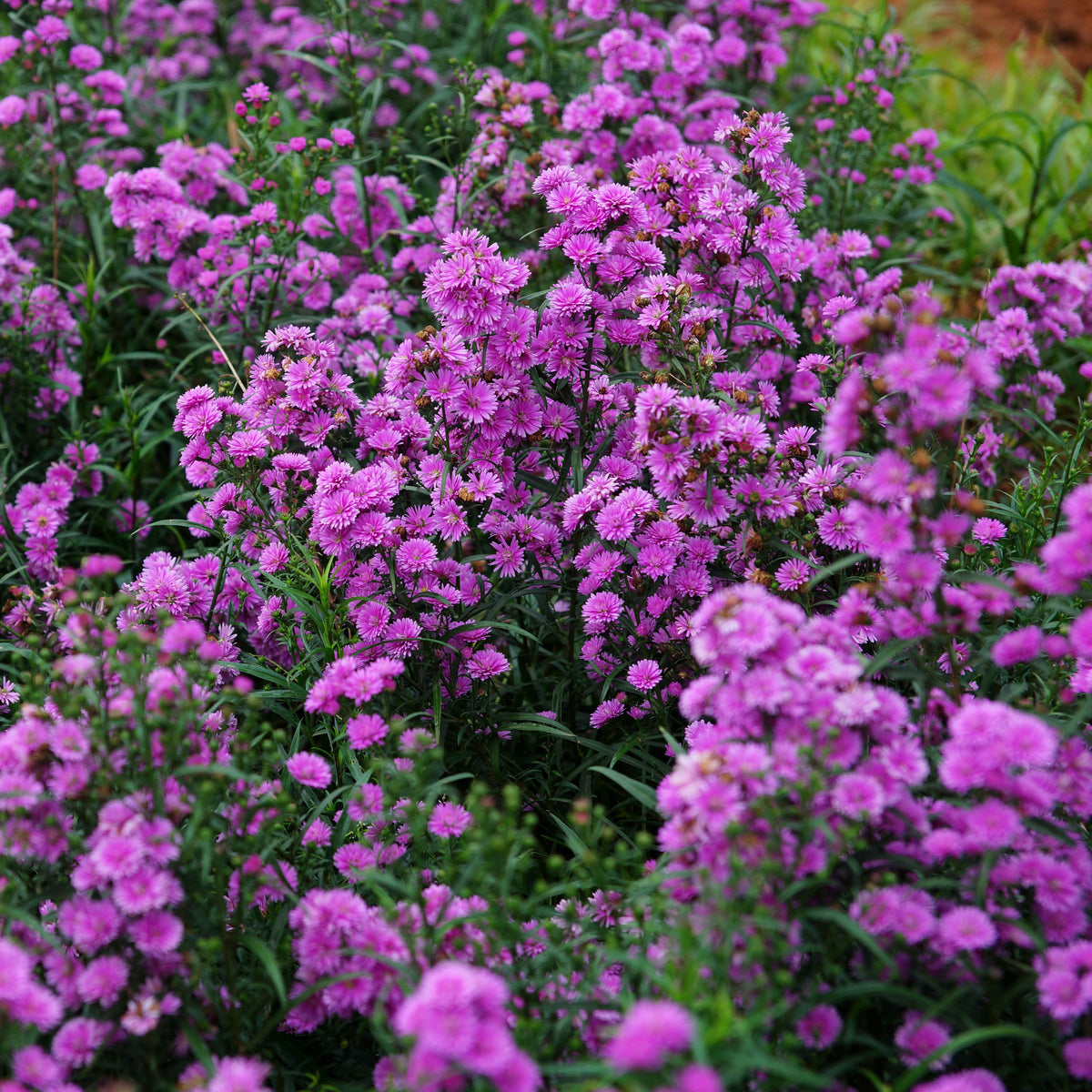 Aster Amellus Aster Seeds - China Aster, Fall Blooms, 20 seeds