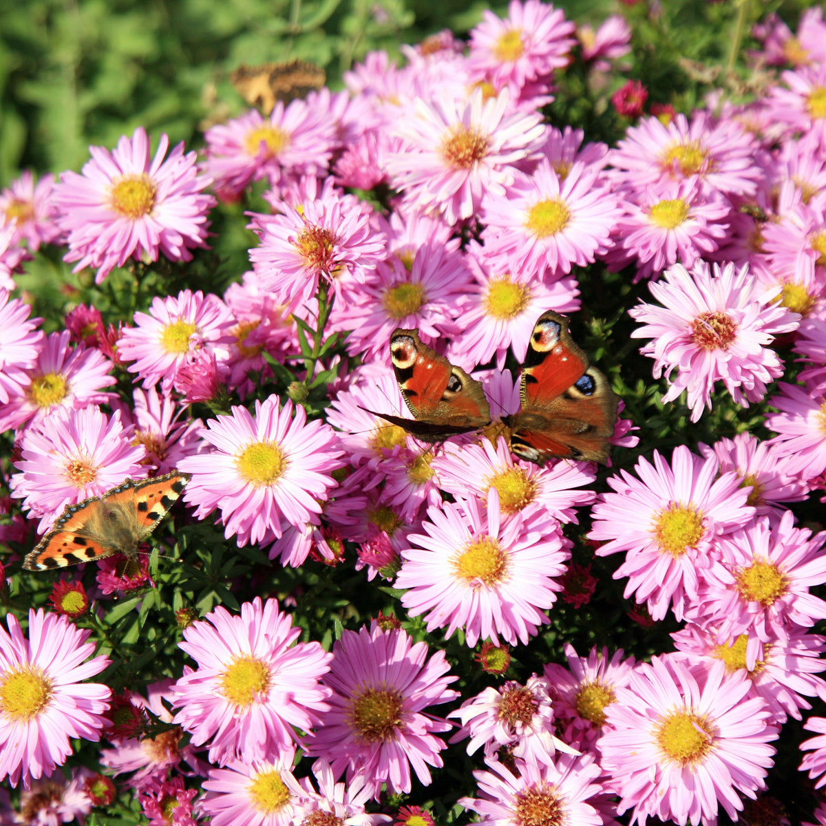 Aster Amellus Aster Seeds - China Aster, Fall Blooms, 20 seeds