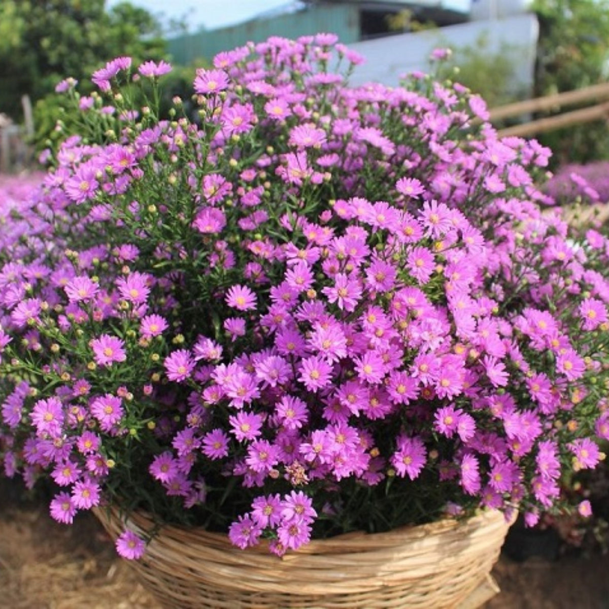 20s | Amellus Aster Seeds – Heirloom, Non-GMO, Colorful Autumn Blooms, Easy to Grow, Perfect for Fall Gardens, Pollinator-Friendly, Border Plants, Cut Flowers, and Cottage Gardens#8045