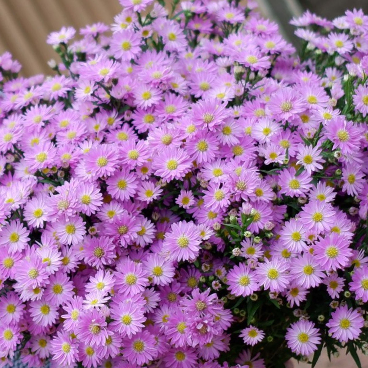 Aster Amellus Aster Seeds - China Aster, Fall Blooms, 20 seeds