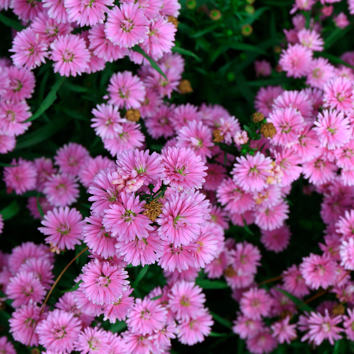 Aster Amellus Aster Seeds - China Aster, Fall Blooms, 20 seeds