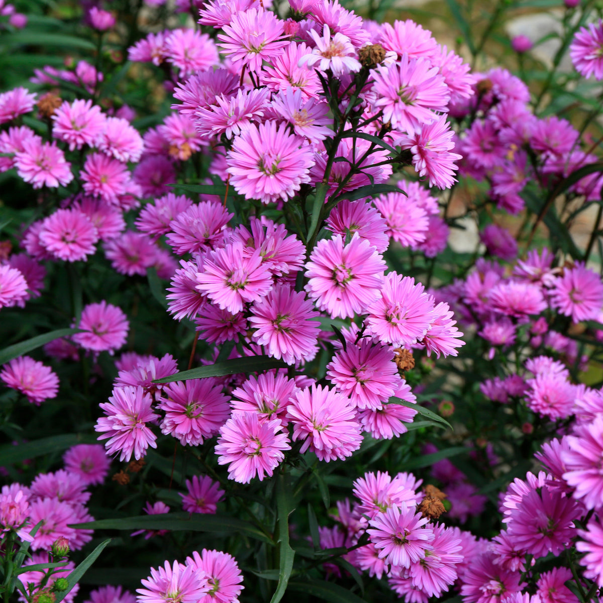 Aster Amellus Aster Seeds - China Aster, Fall Blooms, 20 seeds