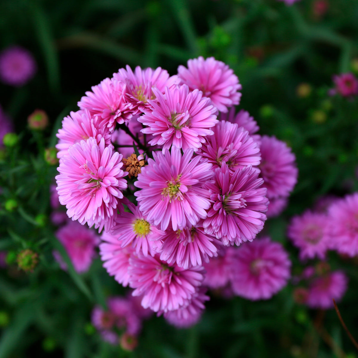 Aster Amellus Aster Seeds - China Aster, Fall Blooms, 20 seeds