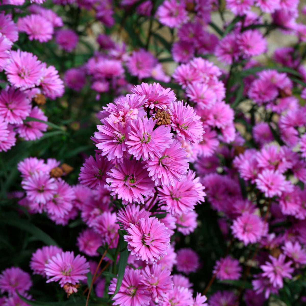 Aster Amellus Aster Seeds - China Aster, Fall Blooms, 20 seeds