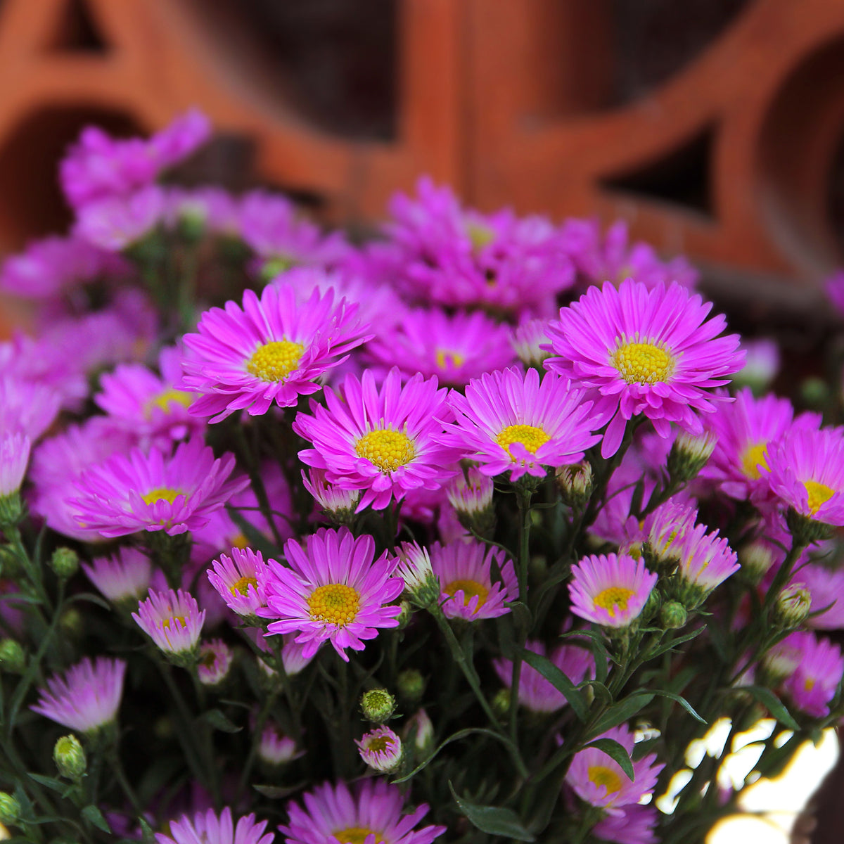 20s | Amellus Aster Seeds – Heirloom, Non-GMO, Colorful Autumn Blooms, Easy to Grow, Perfect for Fall Gardens, Pollinator-Friendly, Border Plants, Cut Flowers, and Cottage Gardens#8045
