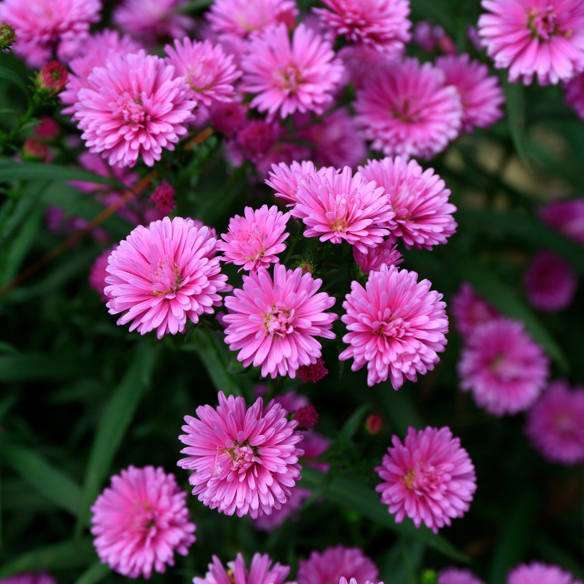 Aster Amellus Aster Seeds - China Aster, Fall Blooms, 20 seeds