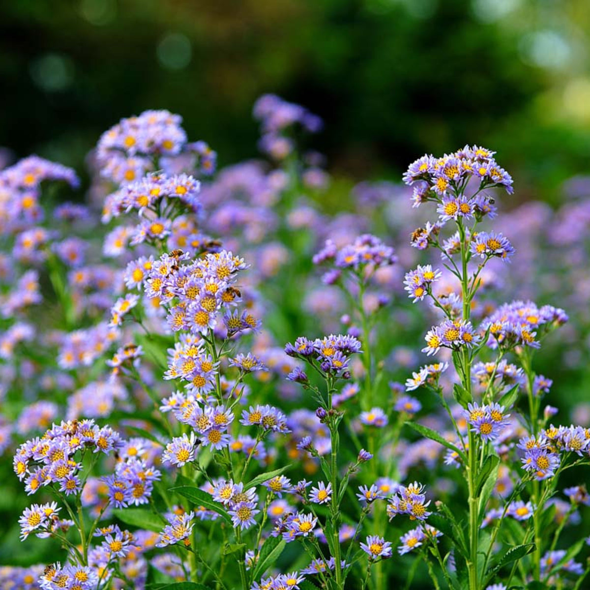 Tatarian Aster Seeds - China Aster, Fall Blooms, 20 seeds