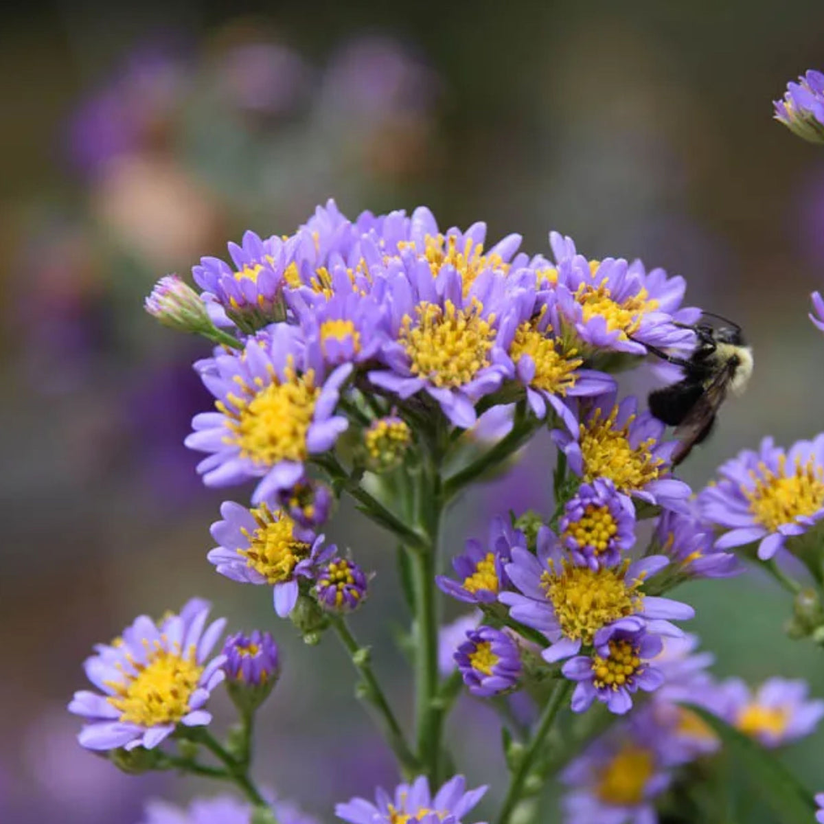Tatarian Aster Seeds - China Aster, Fall Blooms, 20 seeds