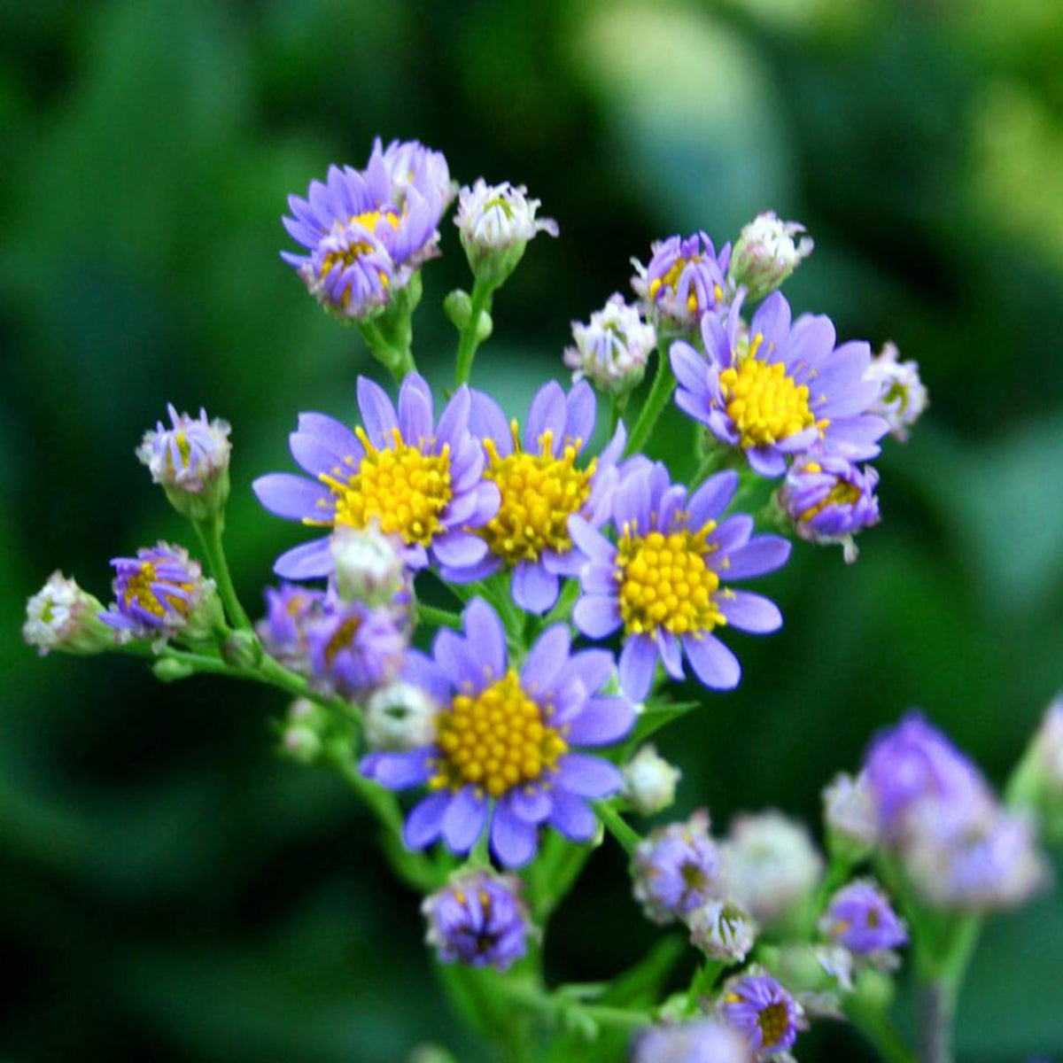 Tatarian Aster Seeds - China Aster, Fall Blooms, 20 seeds