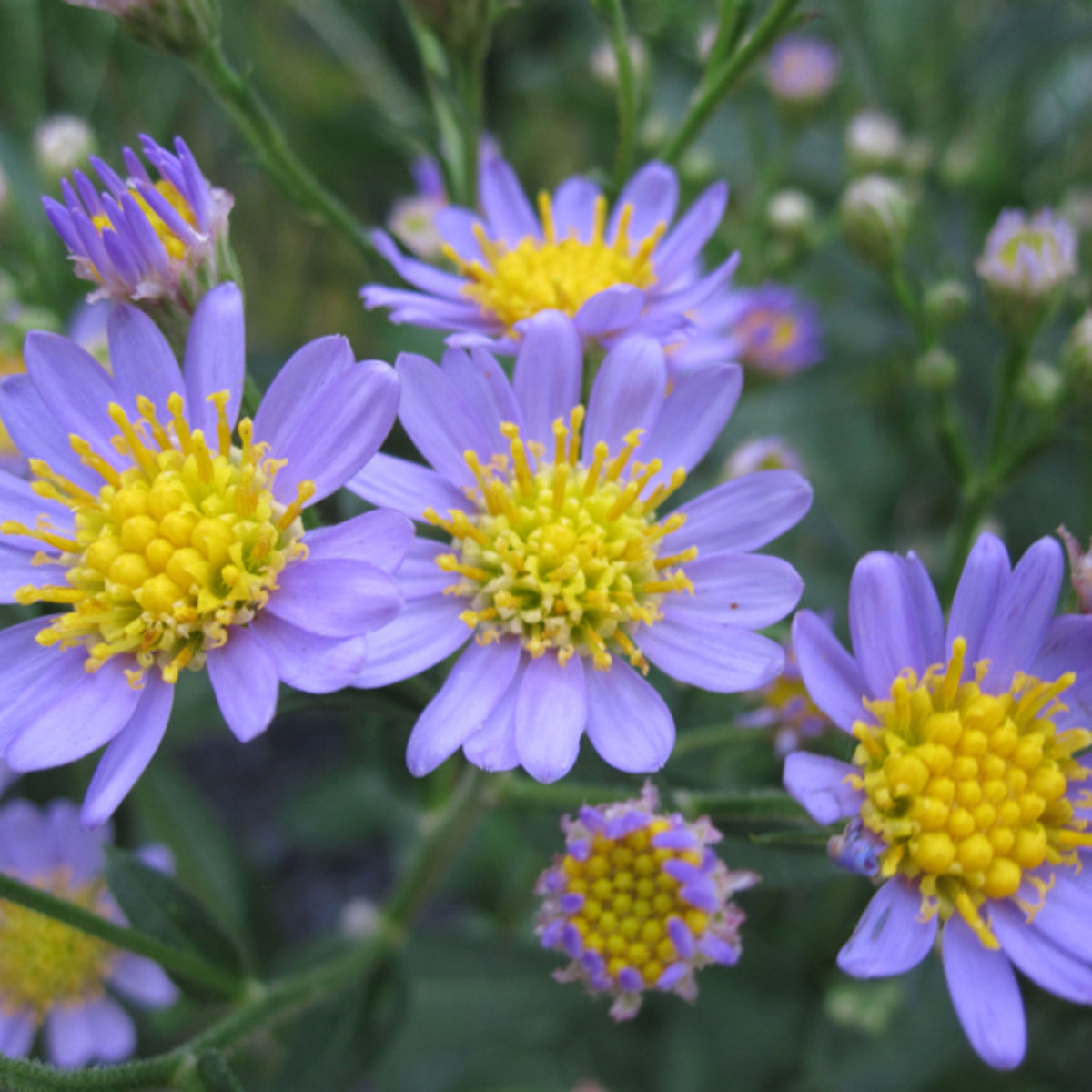 Tatarian Aster Seeds - China Aster, Fall Blooms, 20 seeds