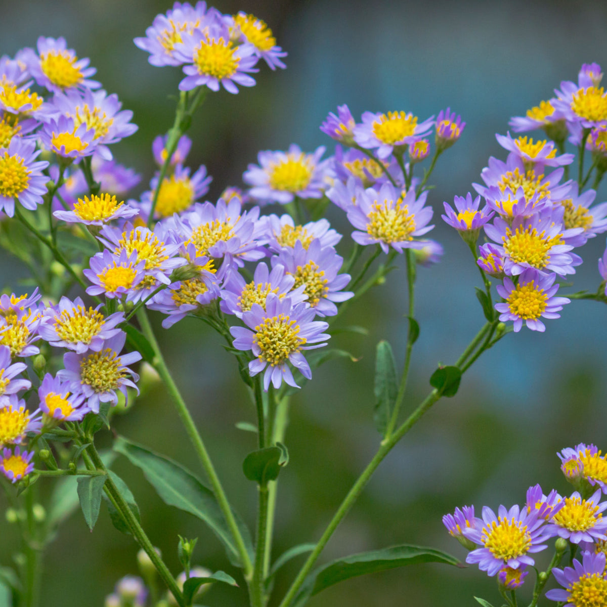 Tatarian Aster Seeds - China Aster, Fall Blooms, 20 seeds