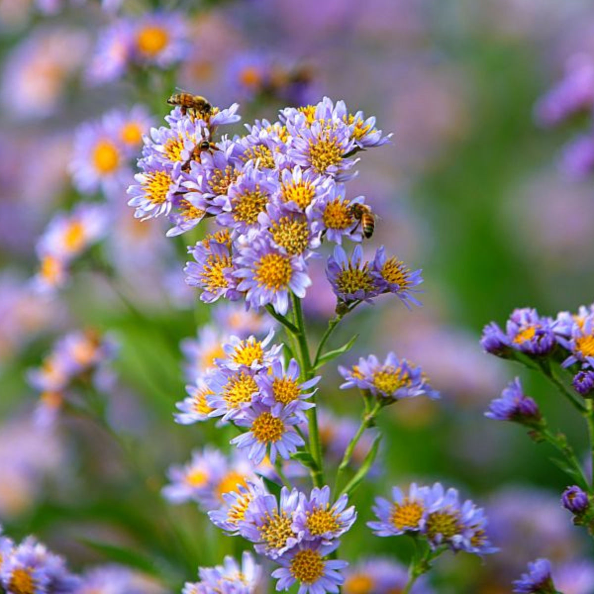 Tatarian Aster Seeds - China Aster, Fall Blooms, 20 seeds