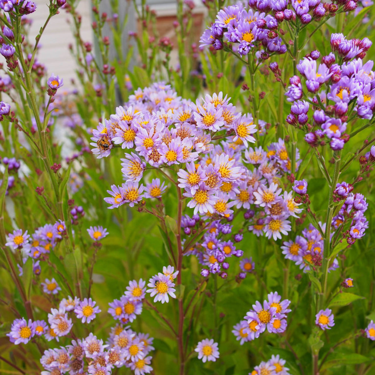 20s | Tatarian Aster Seeds - China Aster – Heirloom – Non-GMO – Fall Blooms – Pollinator Friendly – Perennial & Annual – Easy to Grow – Colorful Autumn Flowers – Garden to Table – Cottage Garden#8046