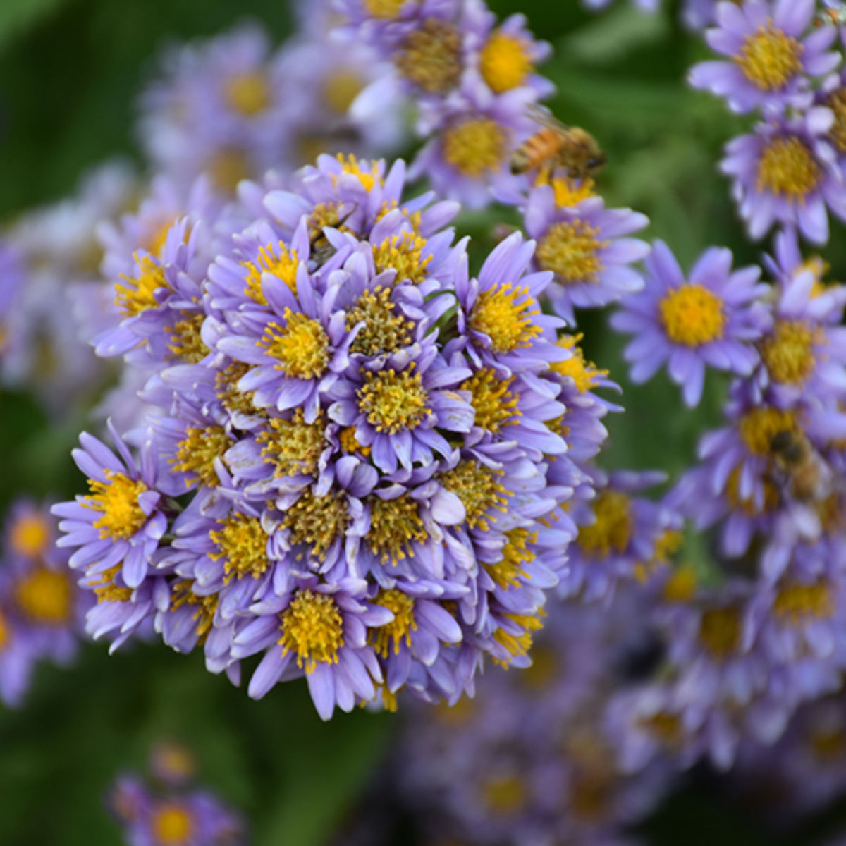 Tatarian Aster Seeds - China Aster, Fall Blooms, 20 seeds