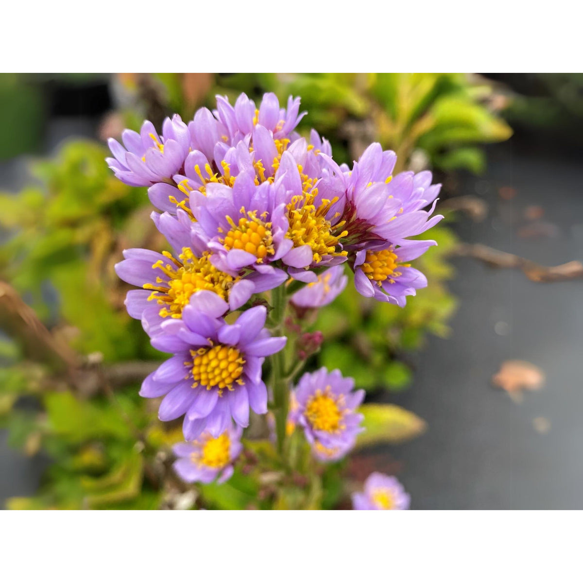 Tatarian Aster Seeds - China Aster, Fall Blooms, 20 seeds