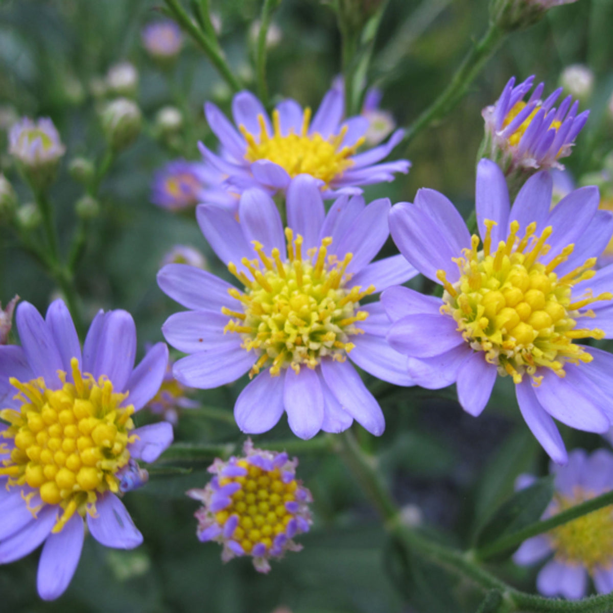 Tatarian Aster Seeds - China Aster, Fall Blooms, 20 seeds