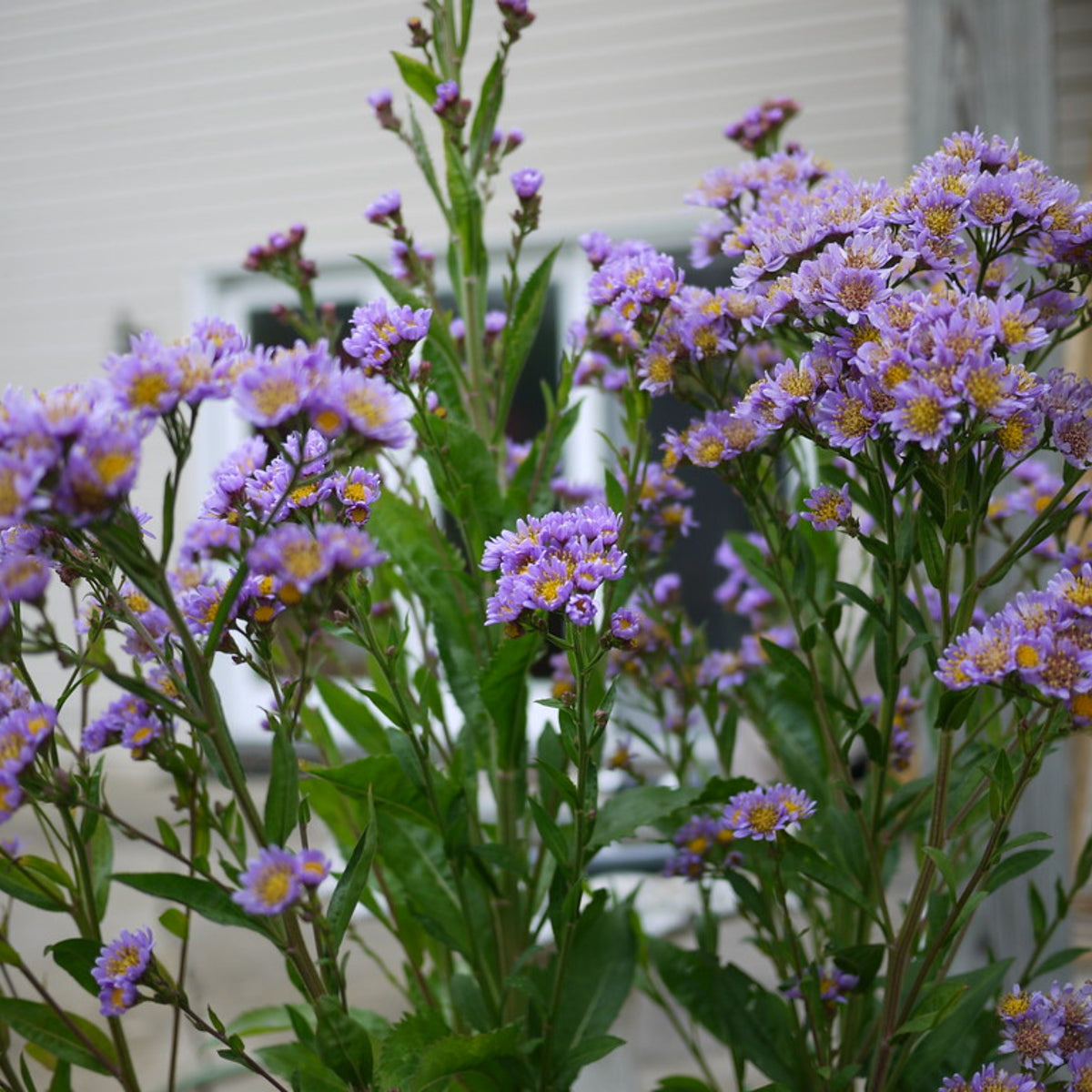 Tatarian Aster Seeds - China Aster, Fall Blooms, 20 seeds