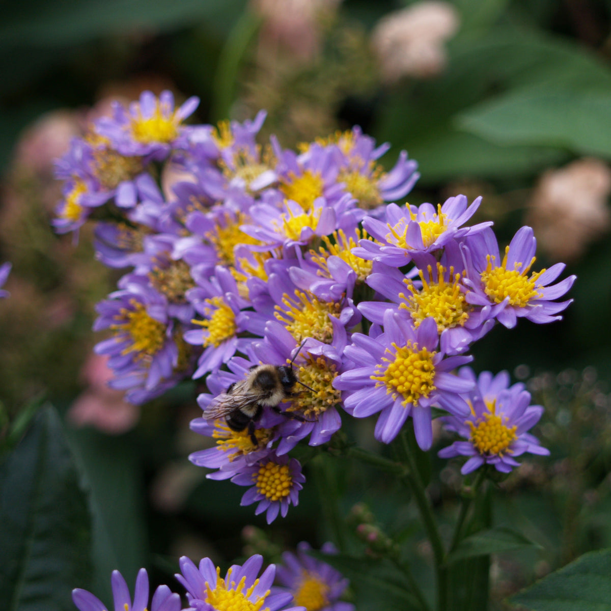 Tatarian Aster Seeds - China Aster, Fall Blooms, 20 seeds