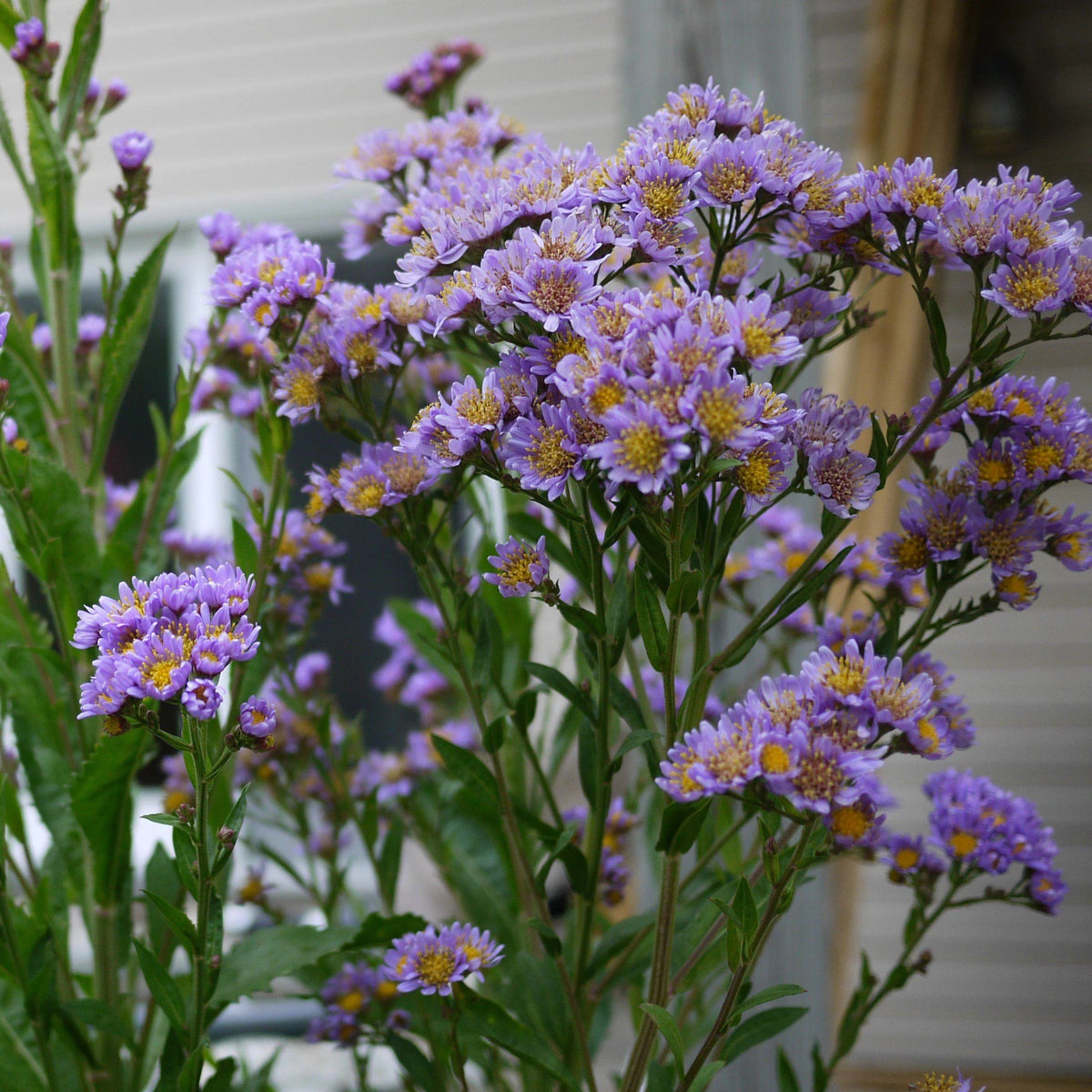 Tatarian Aster Seeds - China Aster, Fall Blooms, 20 seeds