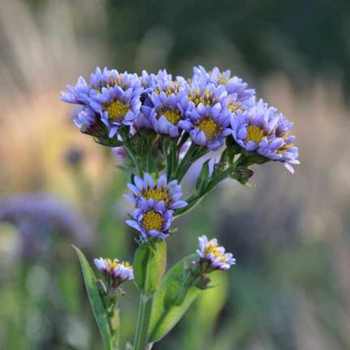 Tatarian Aster Seeds - China Aster, Fall Blooms, 20 seeds